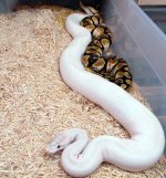 Pastel calico x Ivory 3.jpg