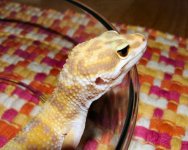 Dixie Reptile Show 017 sm.jpg