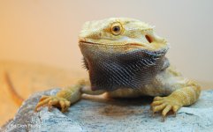 # A 7-31 Crestiesides 006_edited-1.jpg