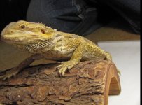 female citrus het hypo.jpg