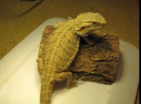 female citrus het hypo2.jpg