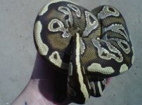 IMG00342-20110423-0938.jpg