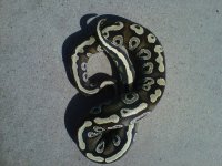 IMG00339-20110423-0937.jpg