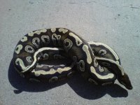 IMG00341-20110423-0938.jpg