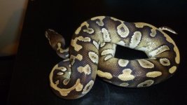 snakes 024.jpg