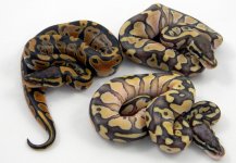 Pastel lesser 2.jpg