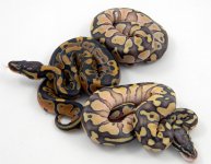 Pastel lesser 3.jpg