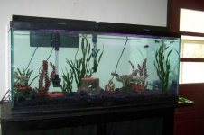 fishtank 001.jpg