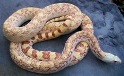 albinosonorangopher2.jpg