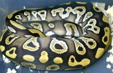 Mojave Male.jpg