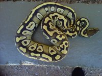IMG00412-20110627-1252.jpg