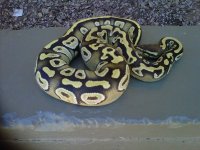 IMG00413-20110627-1252.jpg