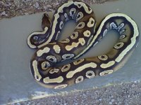 IMG00418-20110627-1307.jpg