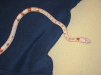 IMG_0221.JPG