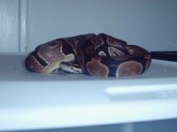 snake bath day pics 004.jpg