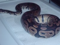 snake bath day pics 006.jpg