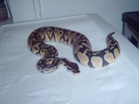 snake bath day pics 009.jpg