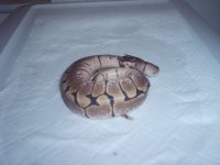 snake bath day pics 013.jpg