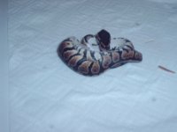 snake bath day pics 036.jpg