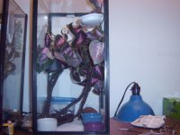 crested gecko set ups 001.jpg