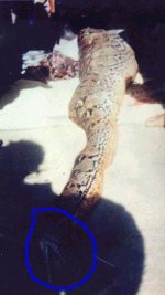 Retic0157.jpg