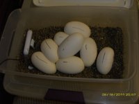 eggs n incubator 002.JPG
