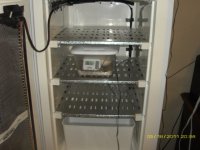 eggs n incubator 006.JPG