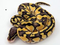Pastel lesser pos shed 2.jpg