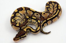 Lesser Female pos shed 2.jpg