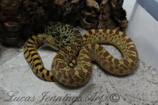 male yearling 2.jpg