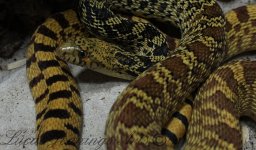 male yearling.jpg