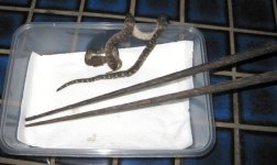 Chopsticks brown.jpg