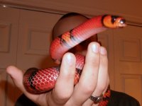 snake2 010.jpg