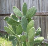 cactus2.jpg