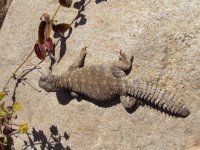 Reptiles 003.JPG