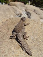Reptiles 005.JPG