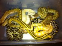 tubofsnakes.jpg