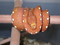 GTP 2.JPG