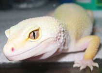 20071111lizzy1.jpg