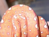 GTP 4.JPG