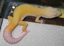 20071111leo2.jpg