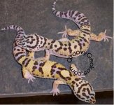 BOLDMackPastels1 (Small).jpg