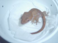 crested gecko set ups 009.jpg