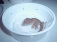 crested gecko set ups 010.jpg