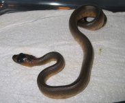 20080311womahatch6.JPG