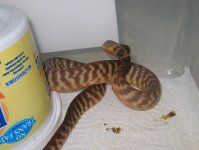 20080311womahatch3.JPG