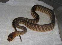 20080311womahatch1.JPG