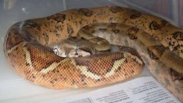 Hypo Het Blood Female.jpg