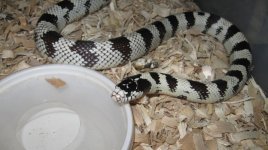 adult '04 osborne female 001.jpg