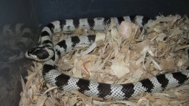 adult '04 osborne female 006.jpg